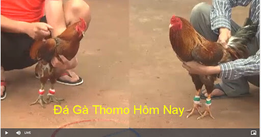 Xem trực tiếp đá gà Thomo ngày hôm nay ở đâu